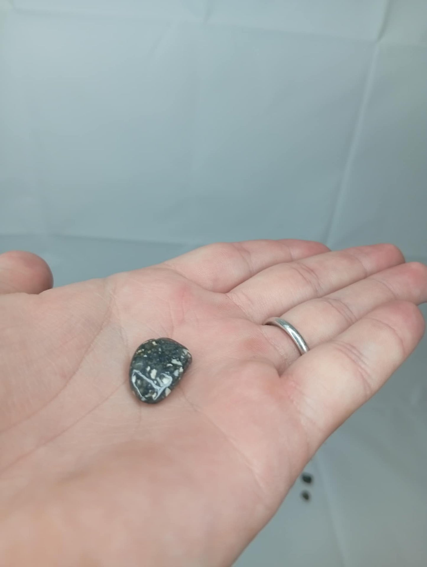 Mini Guinea fowl 1 stk